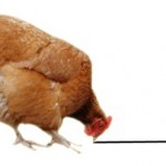 poule poule