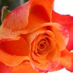 rose-et-rose rose-et-rose