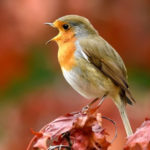 Les oiseaux chantent chaque jour : faites comme eux :)
